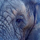 Elephant eye from up close
